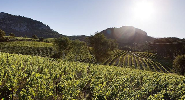 France's Rhône Valley - The Place to Go for White Wines for the Winter