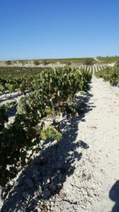 Becoming a Sherry Master - My Journey to Jerez de la Frontera