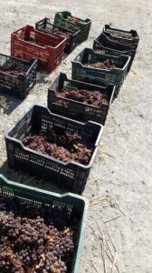 Becoming a Sherry Master - My Journey to Jerez de la Frontera