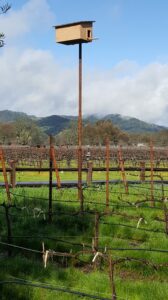 California Wines Now - The Region Thrives with the Resilience of a Phoenix
