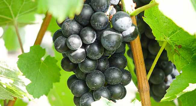 Wines that Put the Beau in Beaujolais