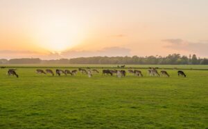Phoenix Park