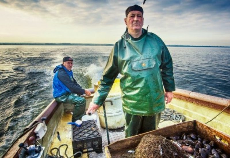 Lough Neagh Eels