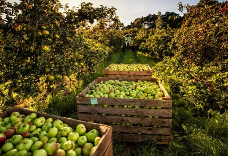 Celebrate the history of Ireland’s Orchard County