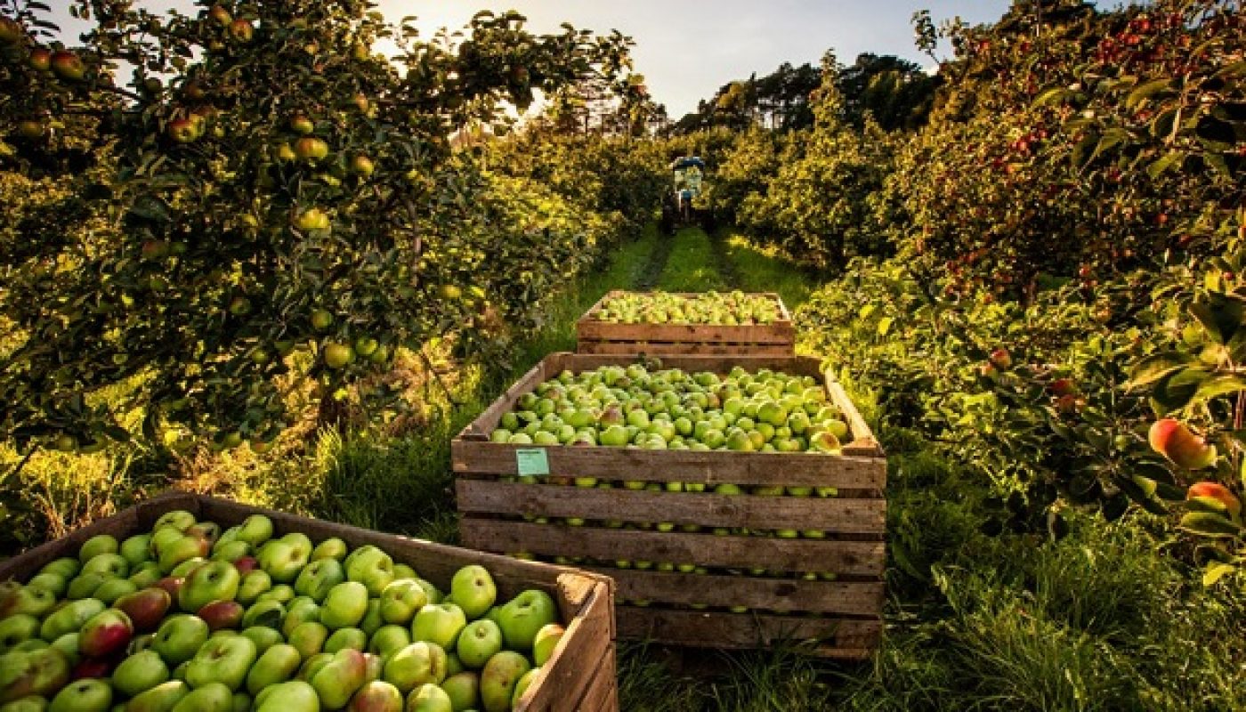 Celebrate the history of Ireland’s Orchard County