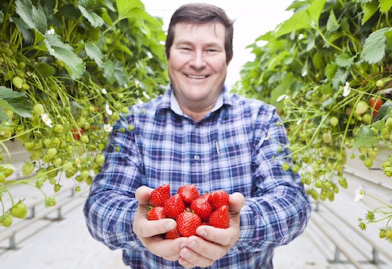 Andrew Wilson Keelings Head Grower