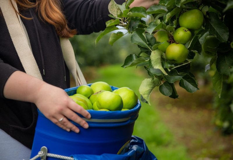 Armagh Food & Cider Weekend