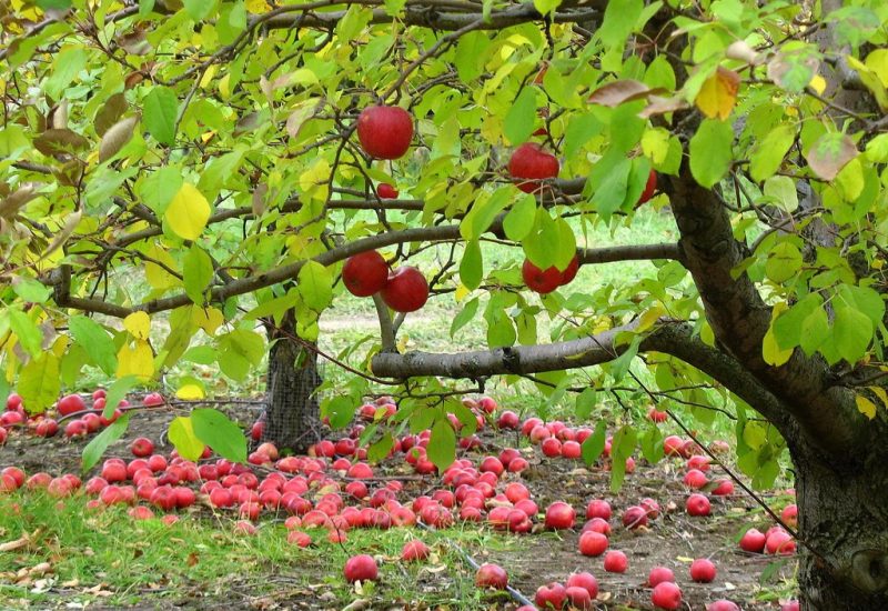 Apples taste.ie