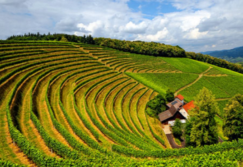 Burgundy Wines: To Understand them is to Love them