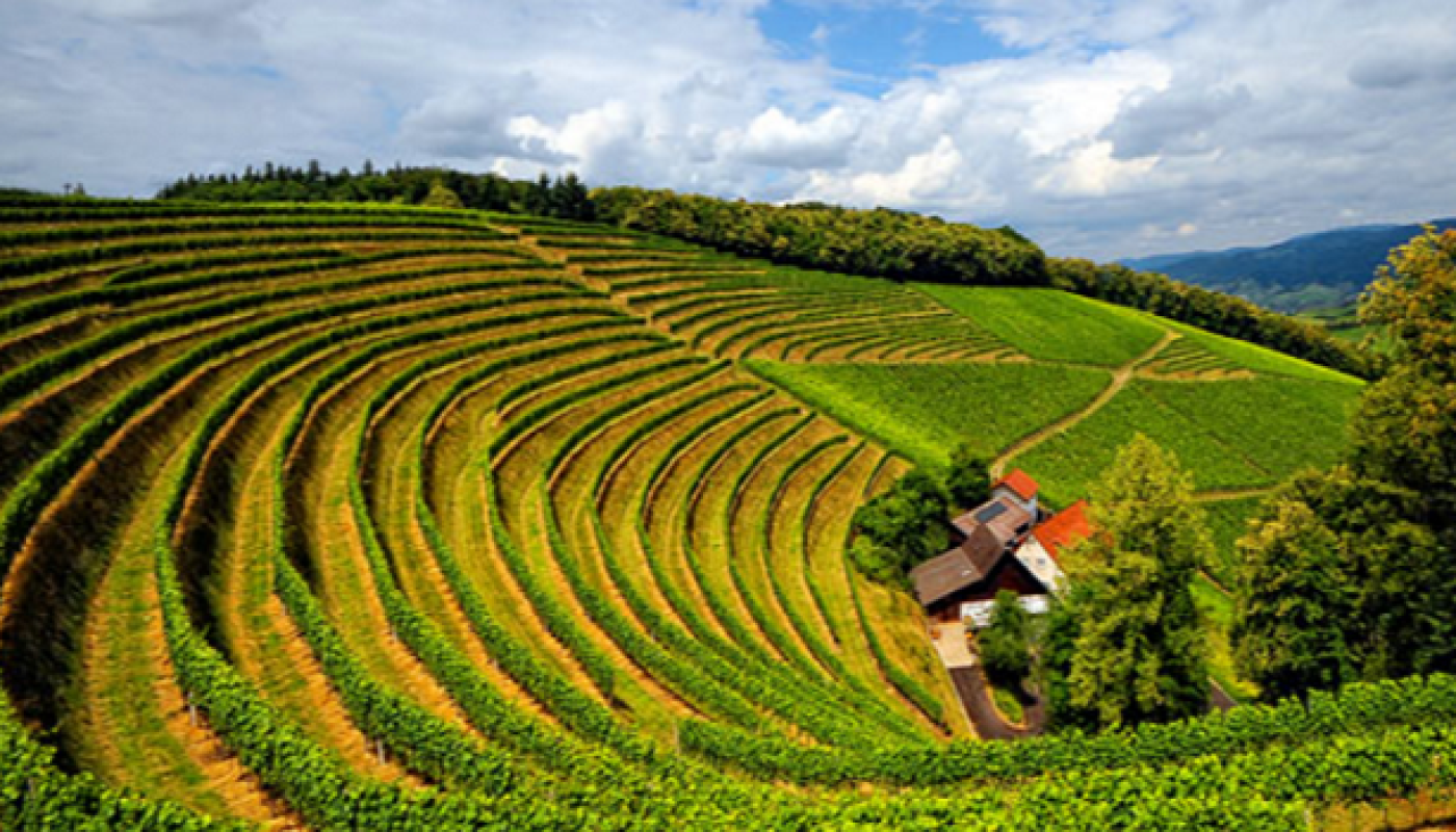 Burgundy Wines: To Understand them is to Love them