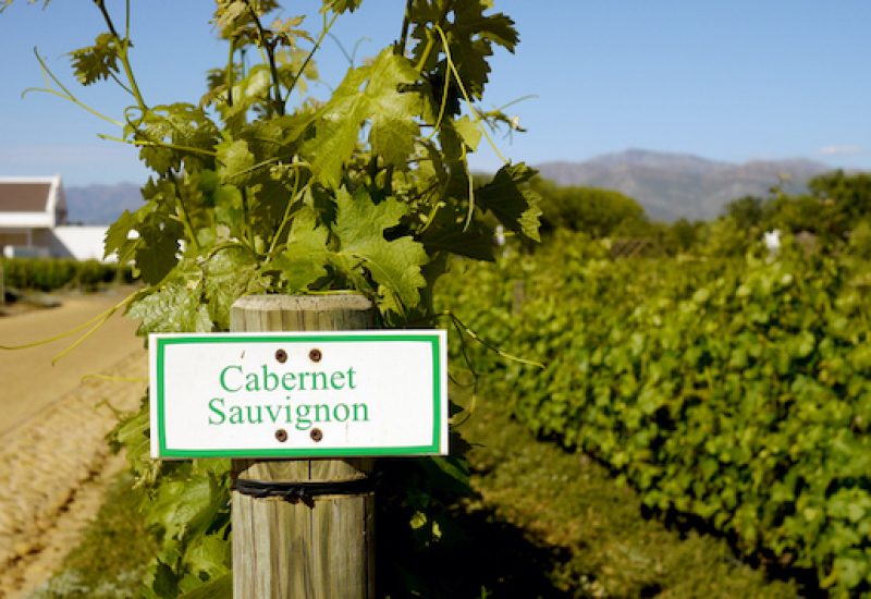 vineyard with sign reading cabernet sauvignon