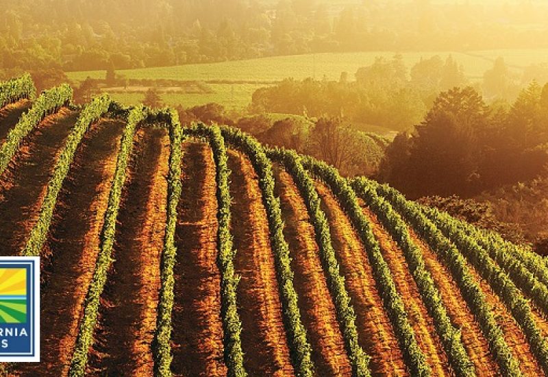 California Wine