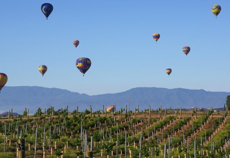 California Wines Now - The Region Thrives with the Resilience of a Phoenix