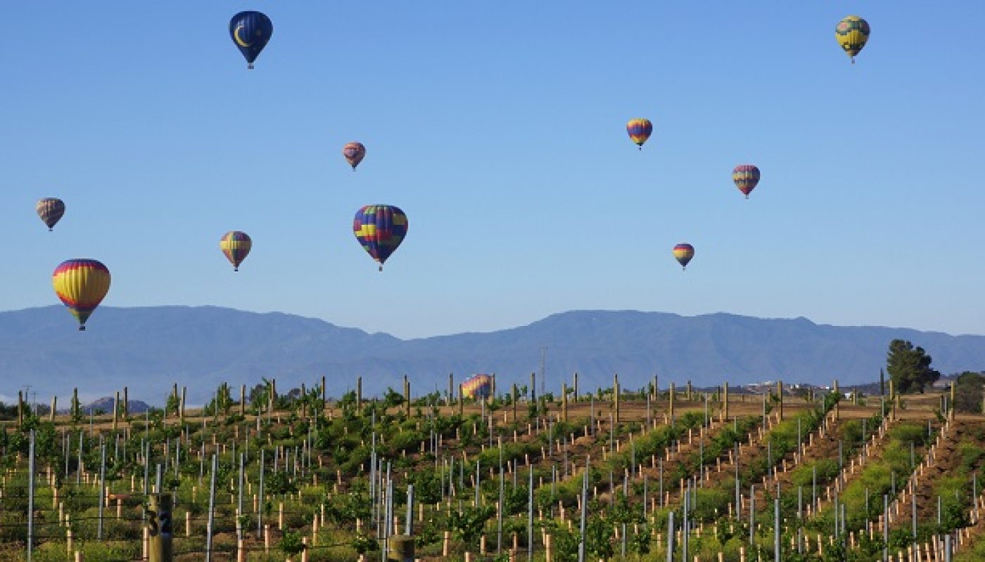California Wines Now - The Region Thrives with the Resilience of a Phoenix