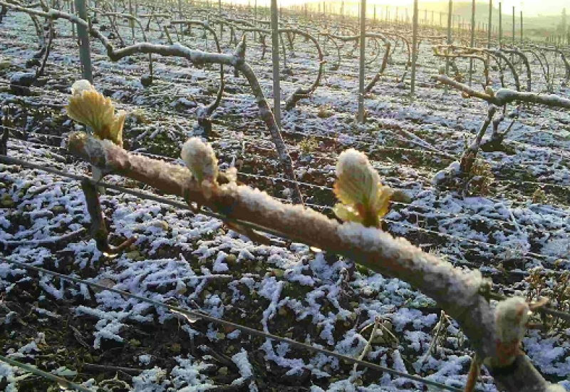 Frost in Champagne Pose Risk of Shortage | Champagne News