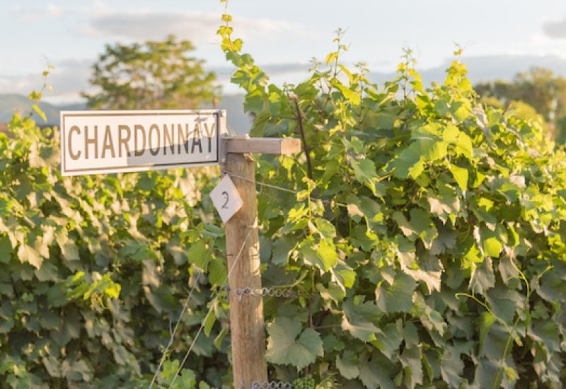Chardonnay sign on post with grapevines in vineyard