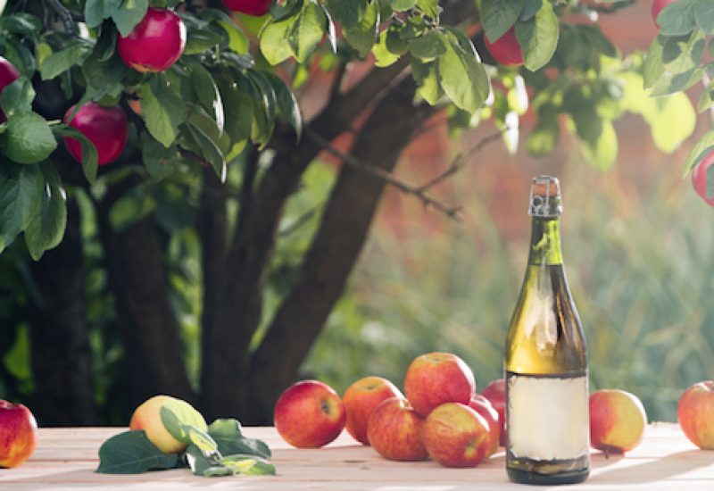 cider is under the apple tree branch