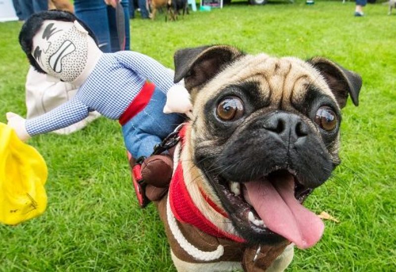 DOg Festival 1
