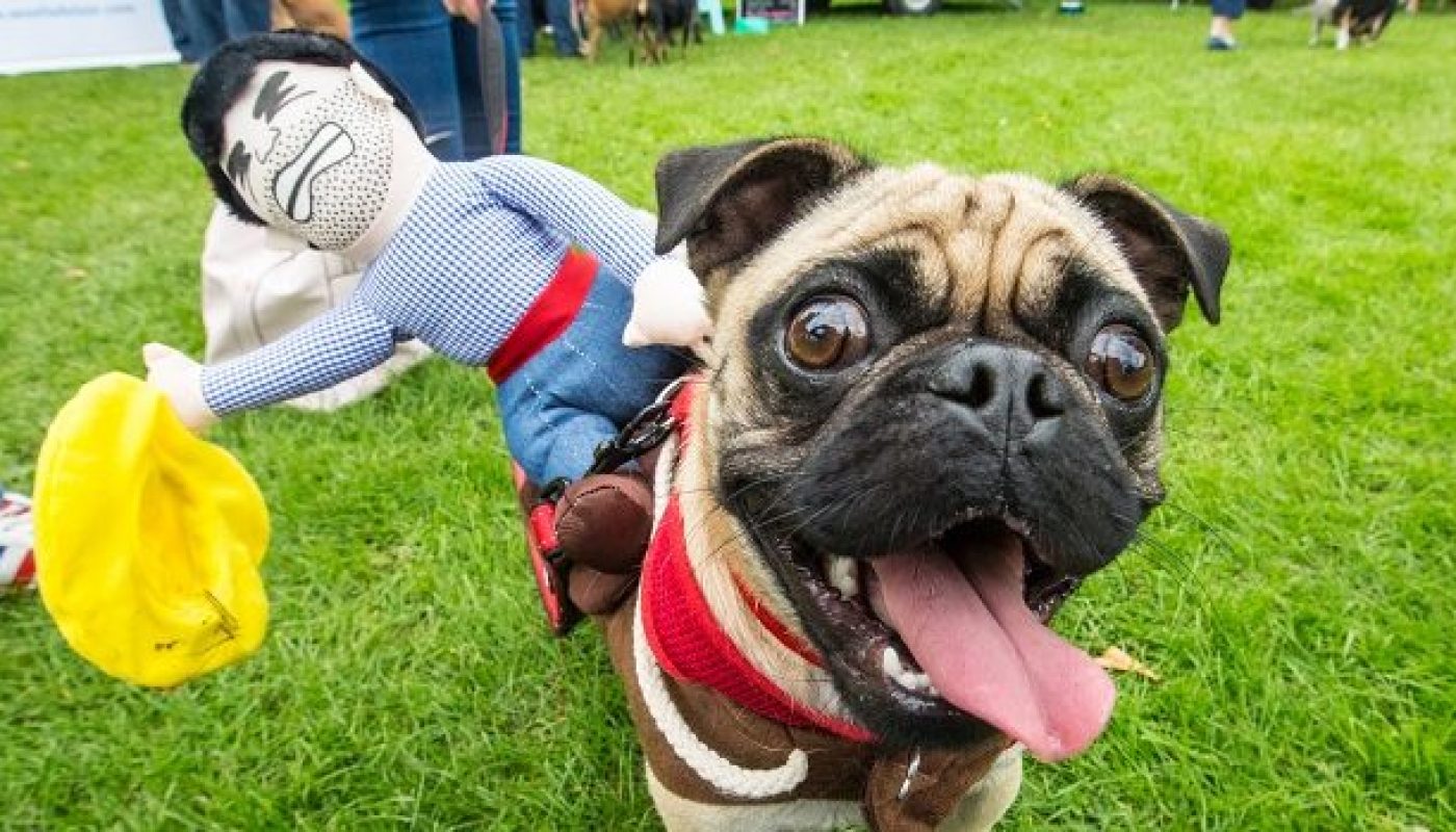 DOg Festival 1