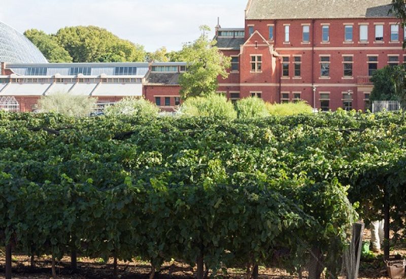 Vines and the City: Urban Vineyards are a Growing Trend