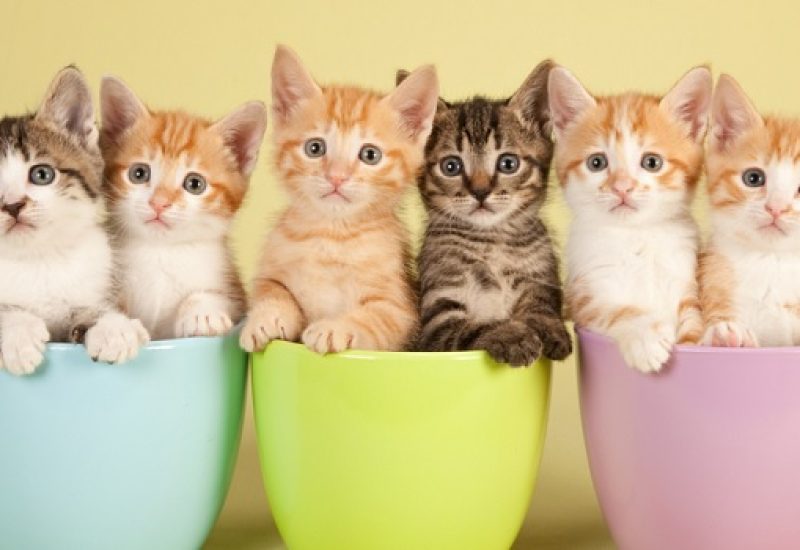 Dublin New Cat Lounge is the Purrfect Spot for Feline Fans feat