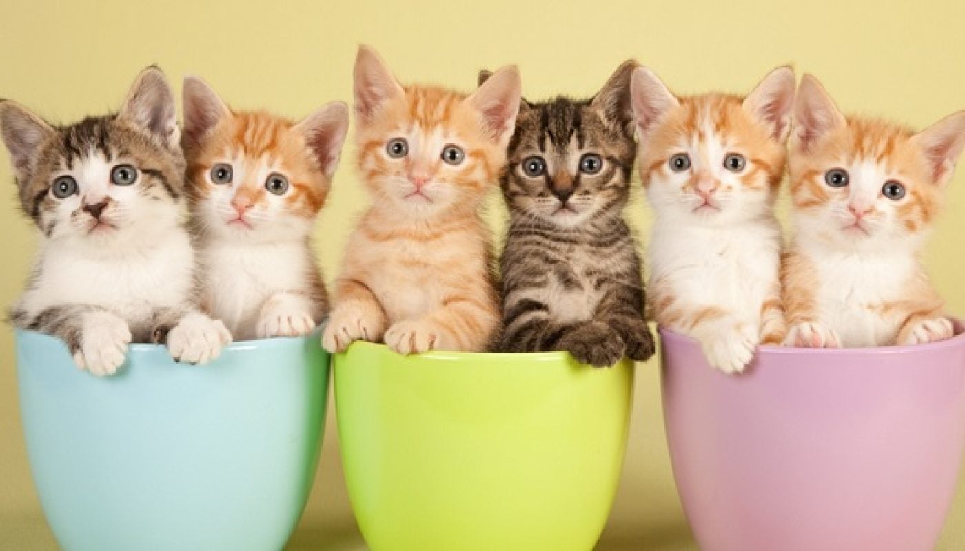Dublin New Cat Lounge is the Purrfect Spot for Feline Fans feat