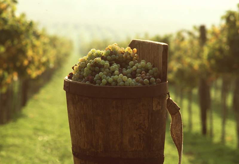 Expanding the Vinous Map Exciting Wines from Eastern Europe and the Middle East