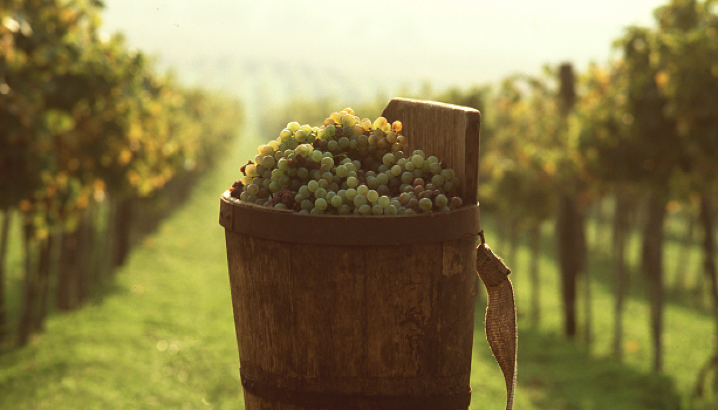 Expanding the Vinous Map Exciting Wines from Eastern Europe and the Middle East