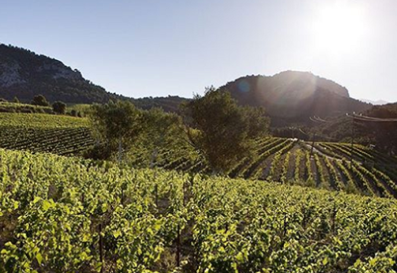 France's Rhône Valley - The Place to Go for White Wines for the Winter