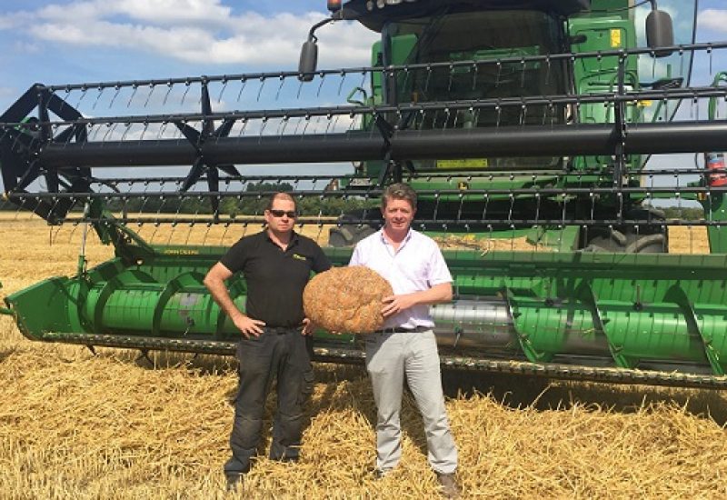 Harvest Time: 100% Irish Wheat for The Natural Bakery's Grain Project