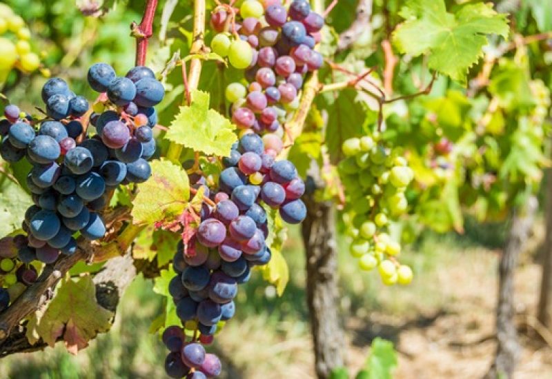 Madeira island Vineyard