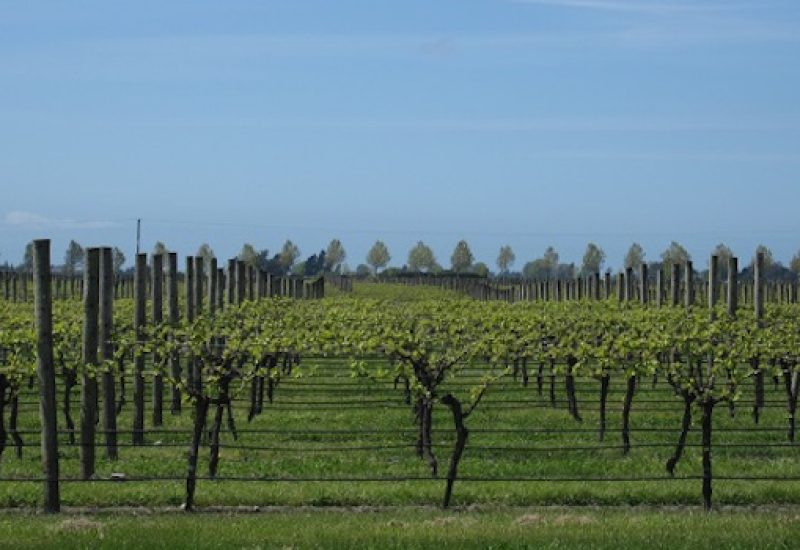 Four different styles of Marlborough Sauvignon Blanc by Frankly Wines