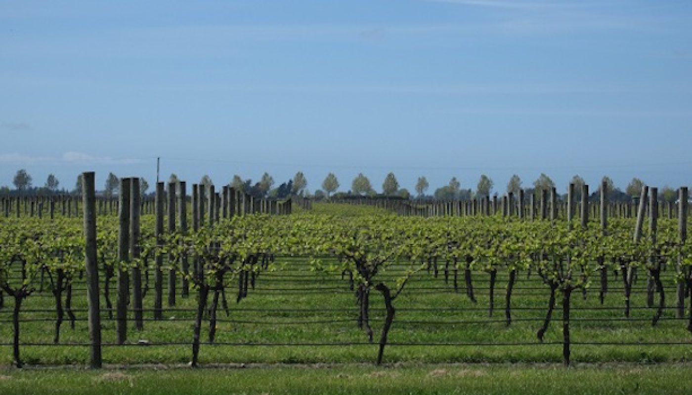 Four different styles of Marlborough Sauvignon Blanc by Frankly Wines