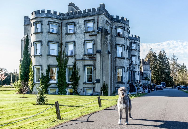 Mr Higgins Welcome to Ballyseede Castle - Tara Donoghue Photography