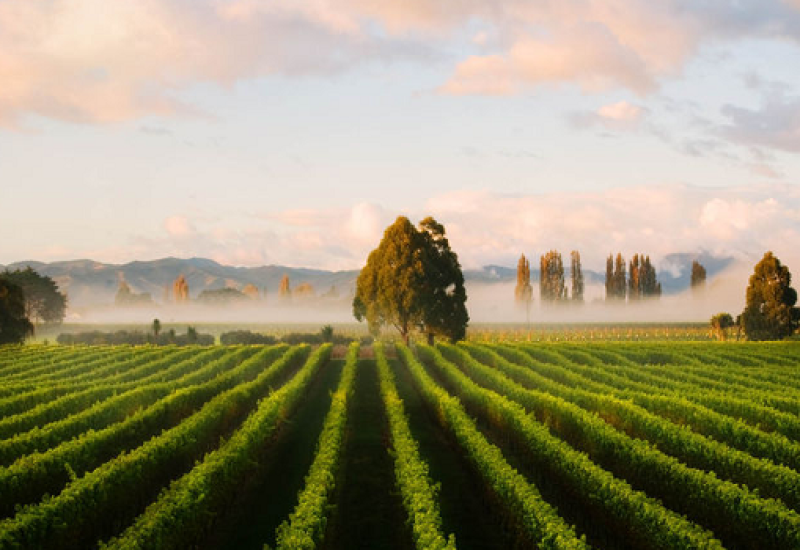 New Zealand Wine Exports to the USA Broke Record Sales and Surpassed €450 Million