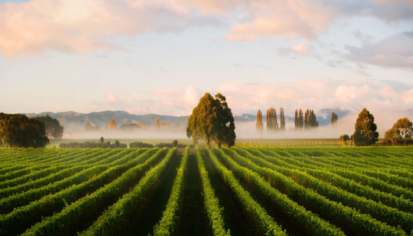New Zealand Wine Exports to the USA Broke Record Sales and Surpassed €450 Million