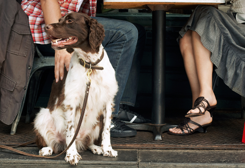 Pets Allowed in Restaurants in Ireland, as FSAI Repeals Ban