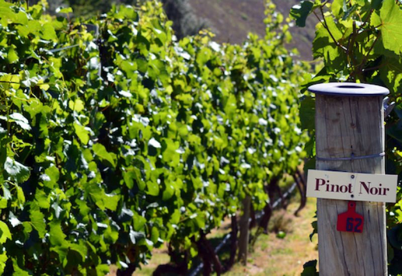 Pinot Noir sign on grape vine