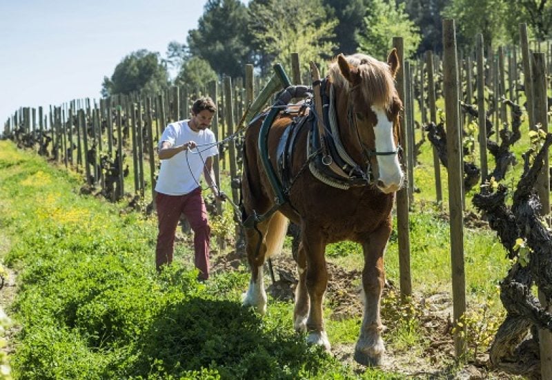 Preparation is Key: Mind-Opening Biodynamic Wines