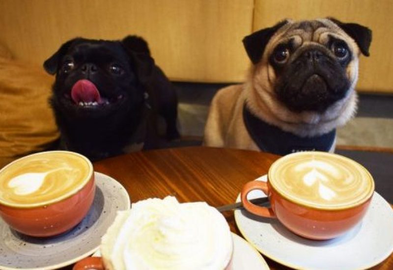 Pop Up Pug Cafe 5
