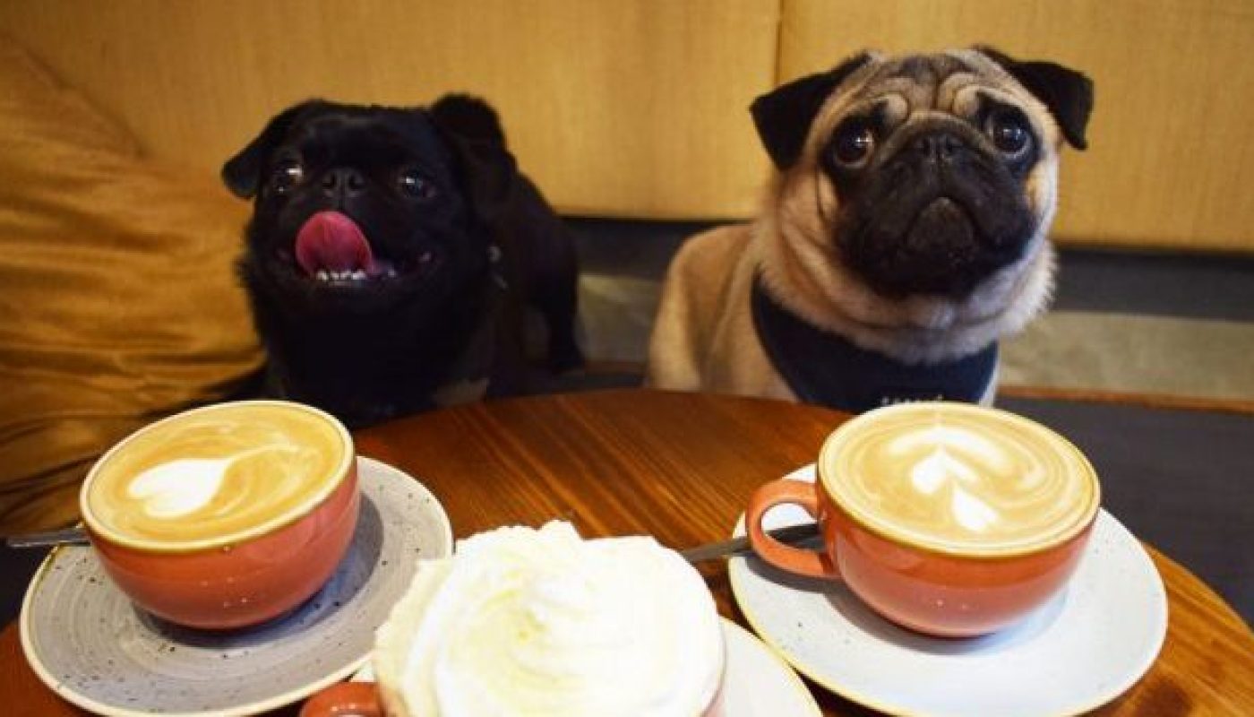 Pop Up Pug Cafe 5