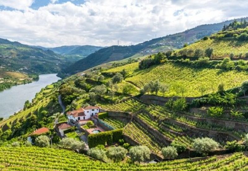 Vineyards and Landscape of the Douro river region in Portugal
