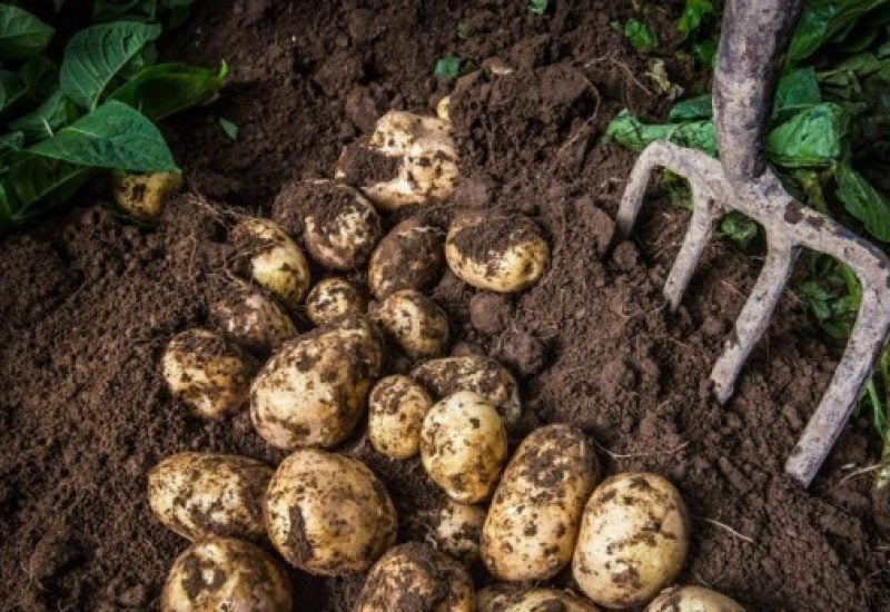 potato-feast