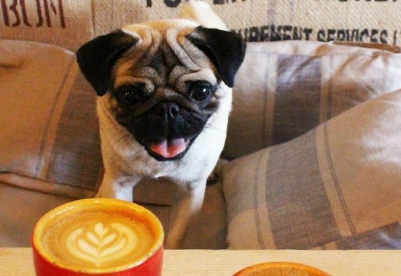 Pug Pop Up Feature Image