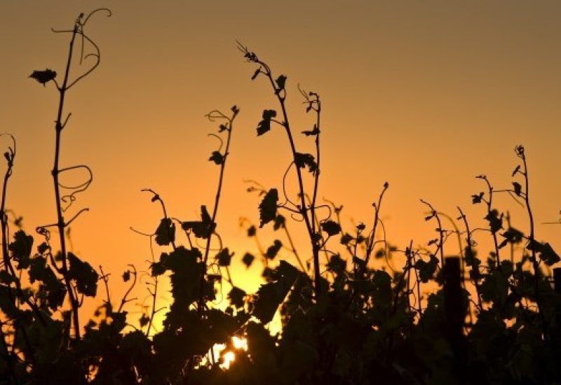 Best of the Bunch - Top Rhône Reds