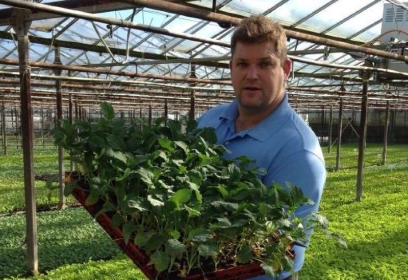 Robert Carrick Pallas Green Broccoli