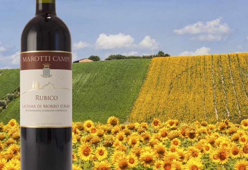 Rubico Lacrima Di Morro D'Alba 2015 - Wine of the Week from O'Briens
