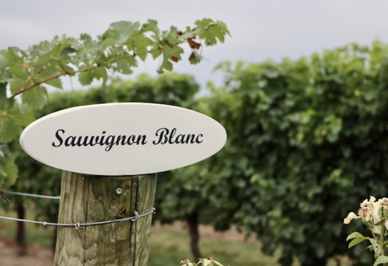 Sauvignon Blanc grapes at winery.