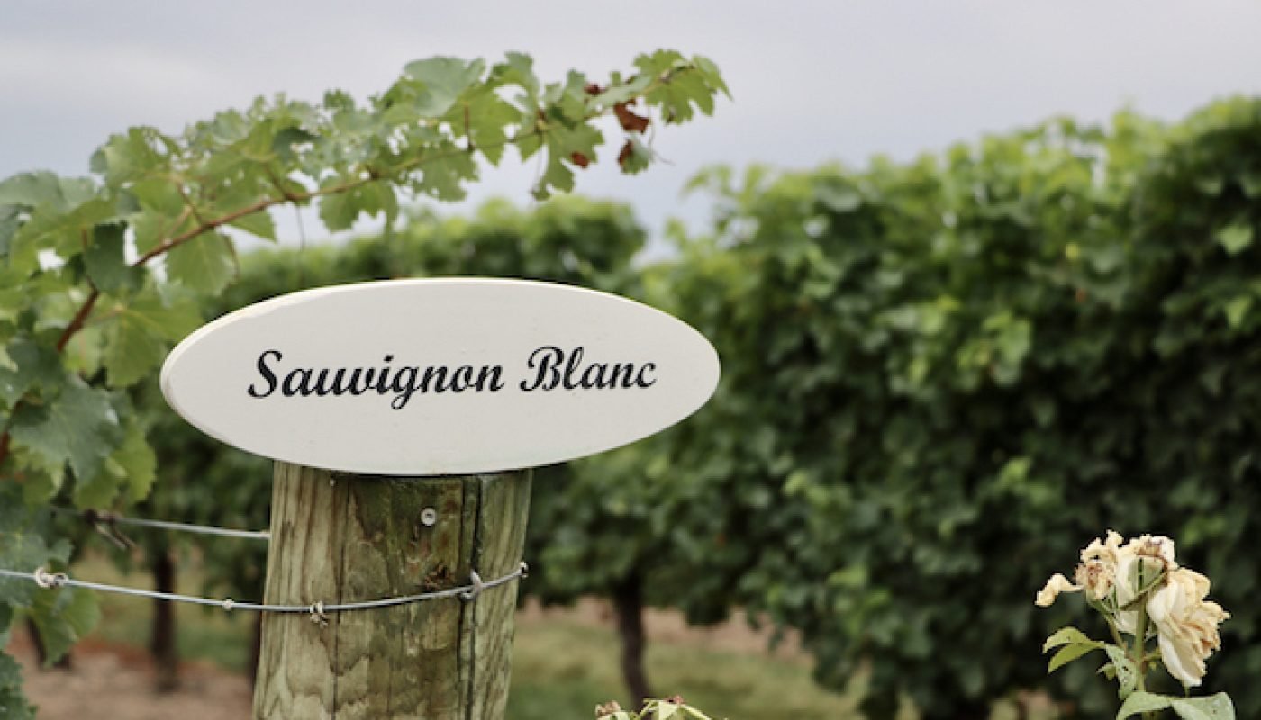 Sauvignon Blanc grapes at winery.