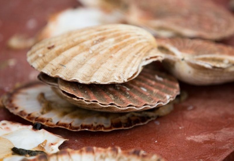 Shellfish